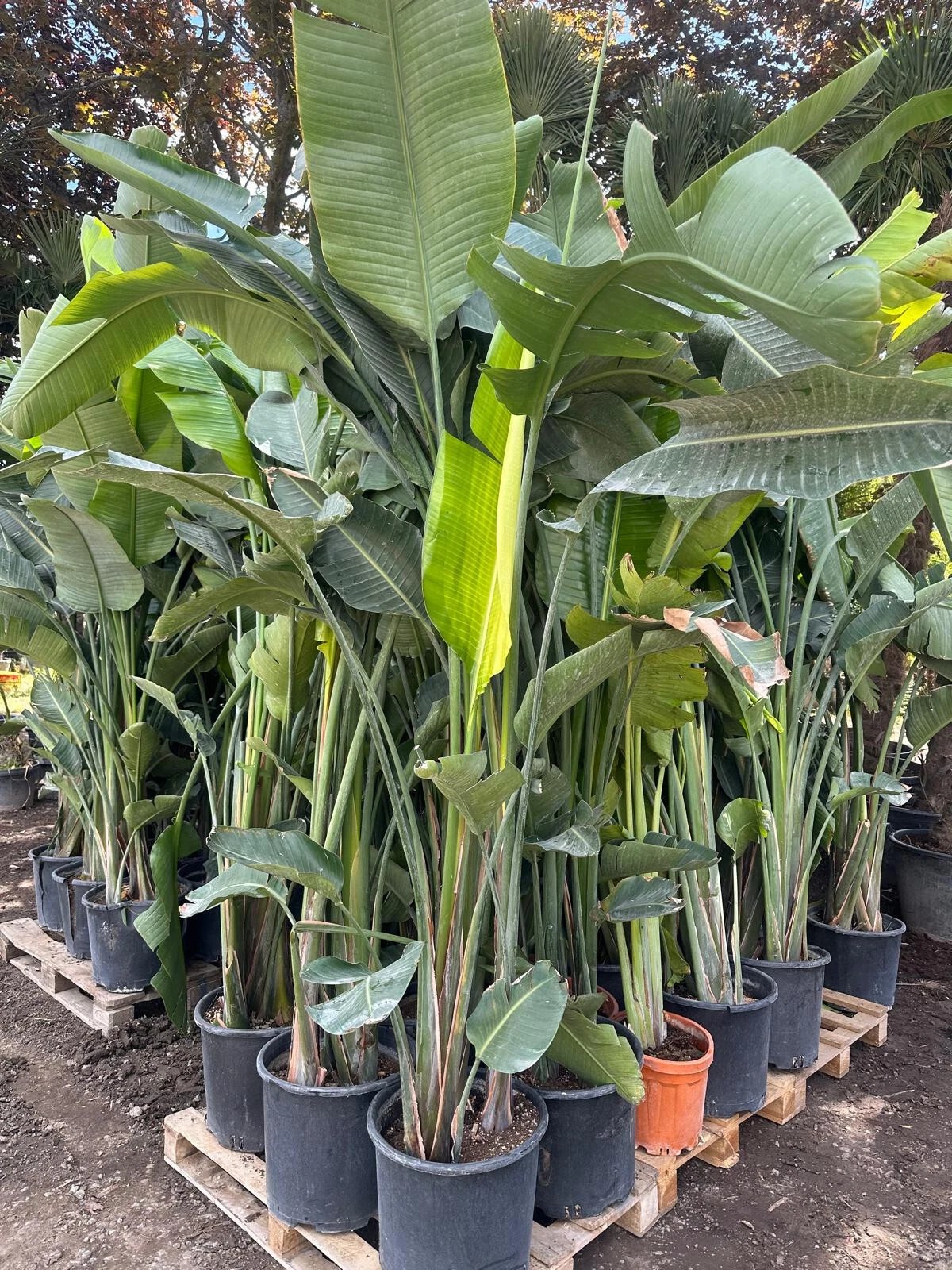 Strelitzia augusta nicolai Baumstrelitzie Paradiesvogelblume 300 cm 1A Qualität