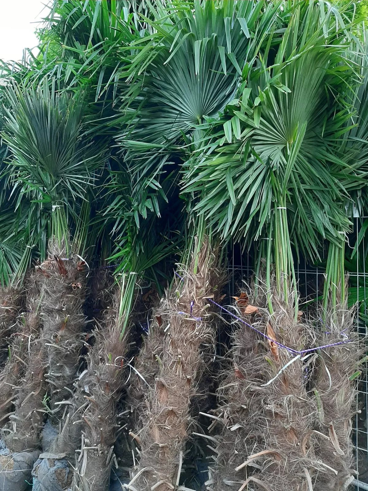 TRACHYCARPUS FORTUNEI 300CM HÖHE WINTERHART -19 GRAD Top Angebot 3