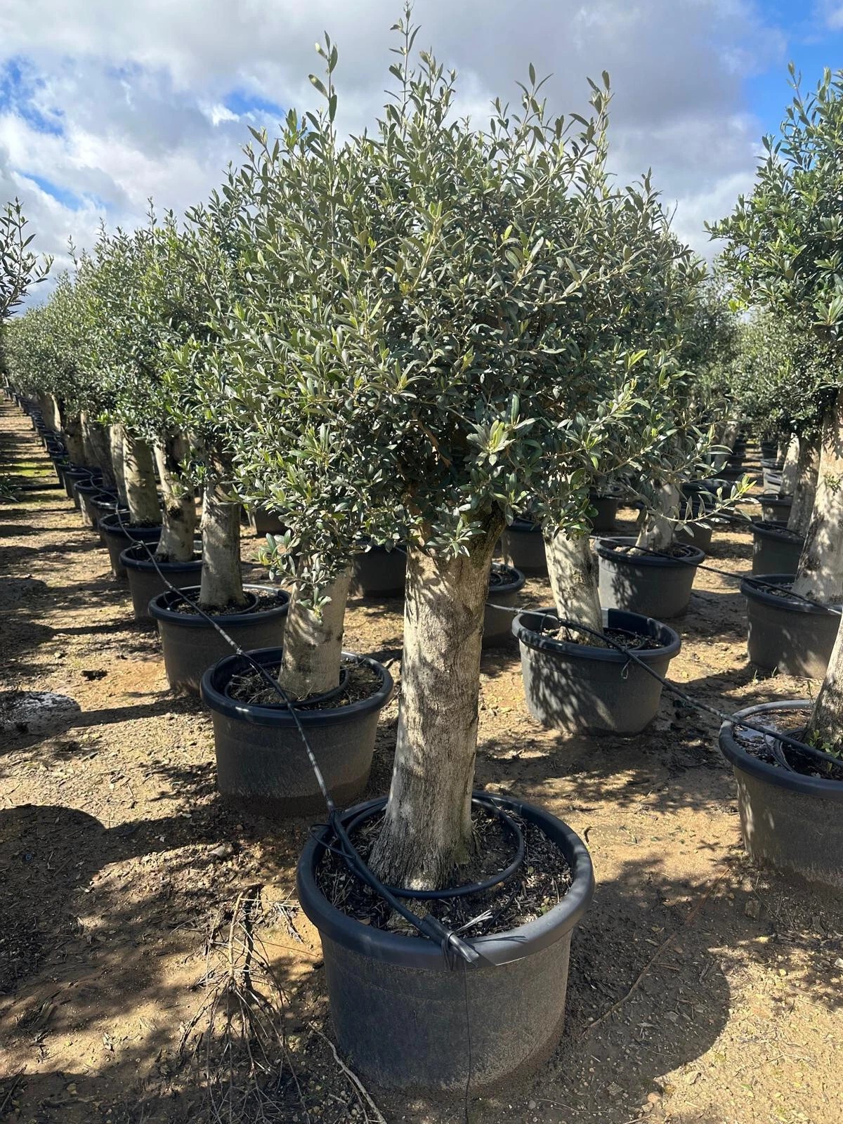 Olivenbaum Olea Europaea ca. 60 Jahre Alt extra Dicke Stämme 2 Meter Höhe