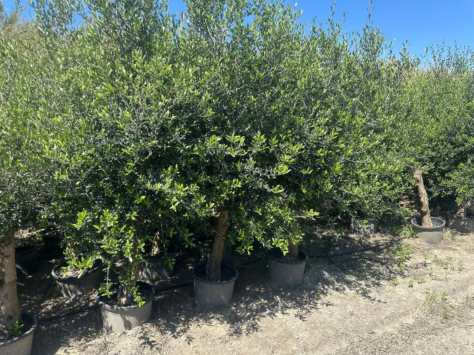 Olivenbaum ca. 40 Jahre ca. 220cm Höhe Alt Winterhart bis -17 Olea Europaea Wild