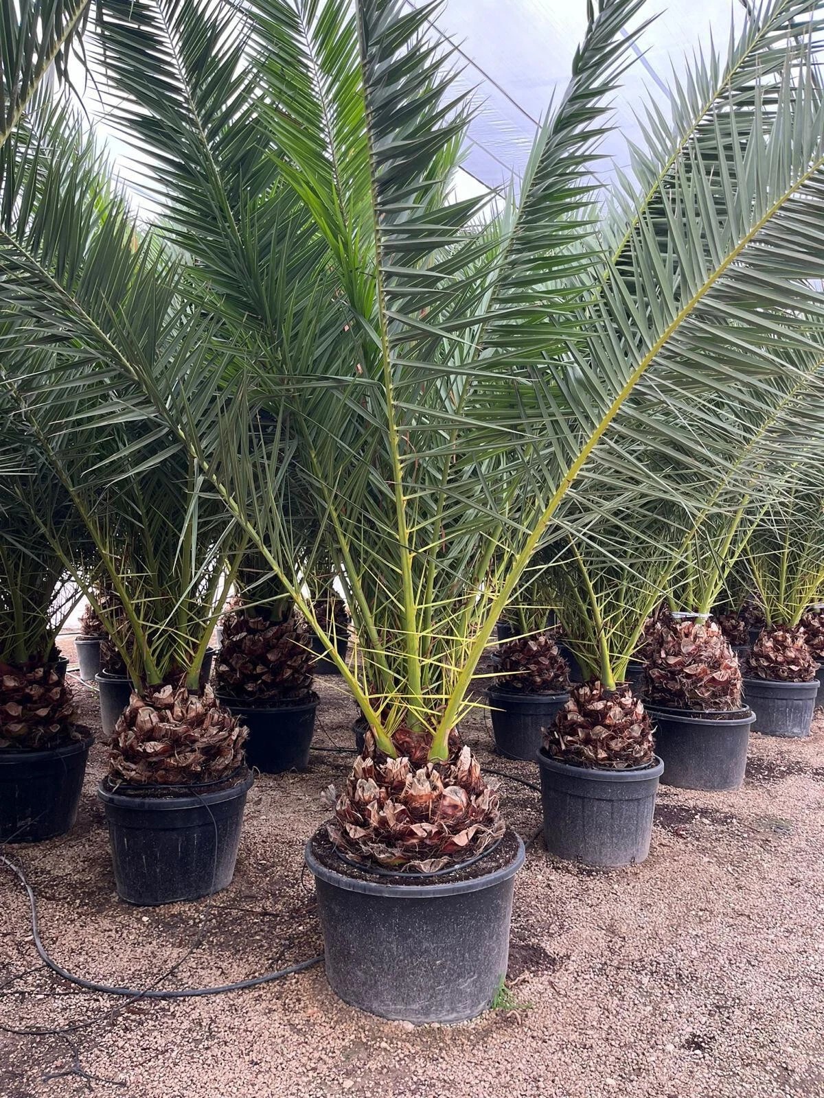 Phoenix Canariensis 300cm HÖHE Winterhart -12 Grad Spitzen Qualität