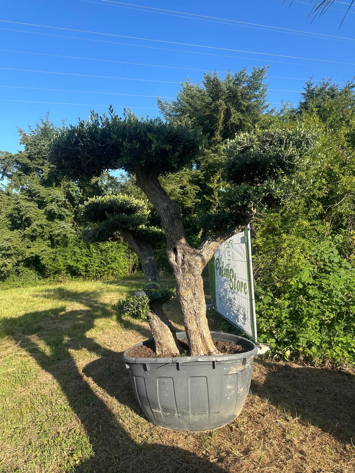 Olivenbaum Bonsai „PON PON“ – 250 Jahre mediterrane Ausstrahlung in meisterhafter Formschnittkunst