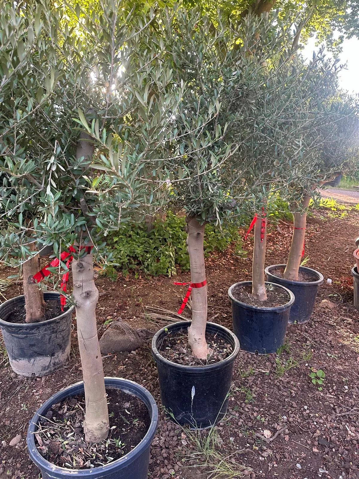 Olivenbaum ca. 30 Jahre Alt Winterhart bis -15 Höhe ca. 180cm Olea Europaea Wild