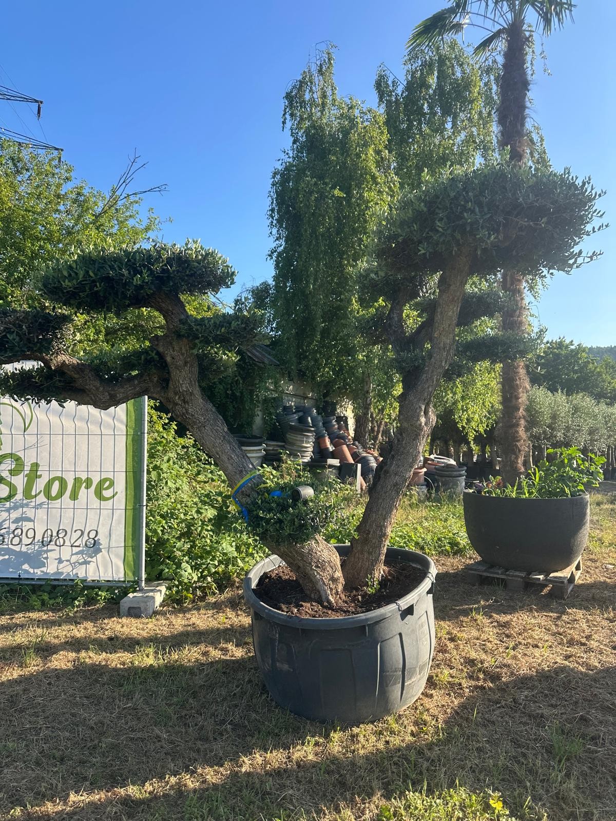Olivenbaum Bonsai „PON PON“ – 250 Jahre mediterrane Ausstrahlung in meisterhafter Formschnittkunst