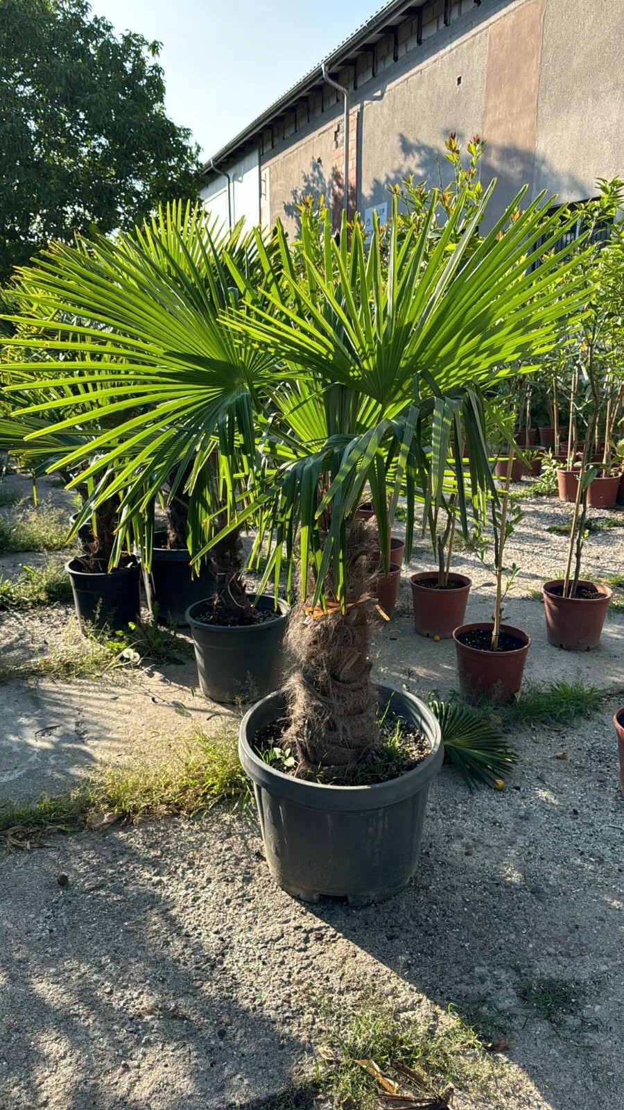 Palme Höhe 160CM Trachycarpus fortunei Winterhart-19 GRAD Top Premium Qualität 1