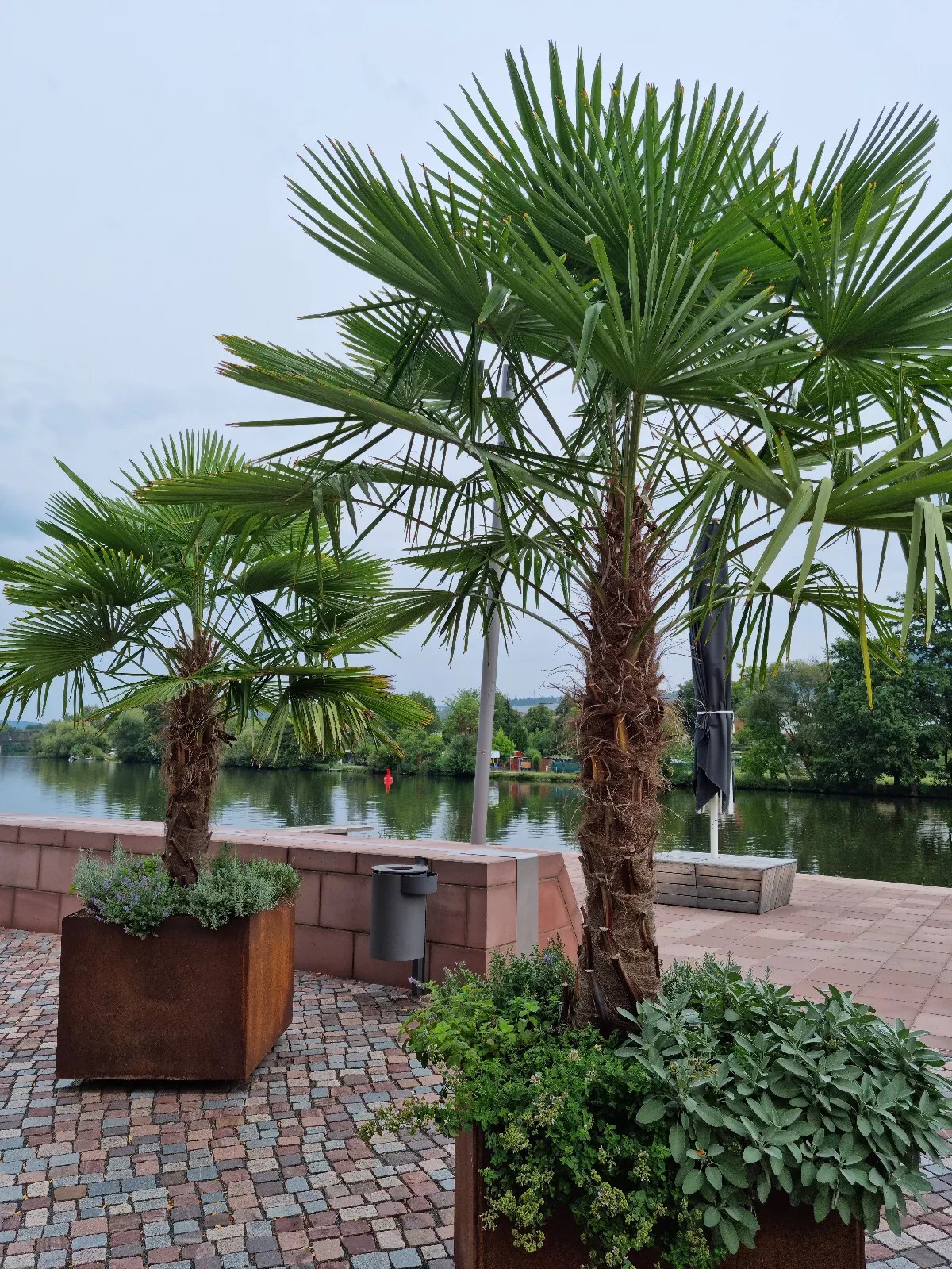 TRACHYCARPUS FORTUNEI HÖHE 350CM WINTERHART -19 GRAD Super Qualität 4