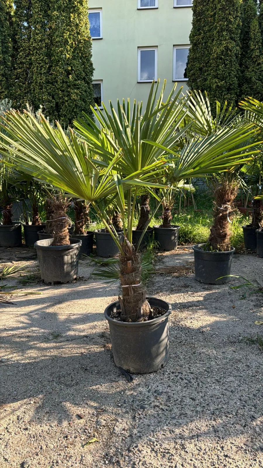 Palme Trachycarpus fortunei höhe 160CM Winterhart-19 GRAD Top Premium Qualität 1