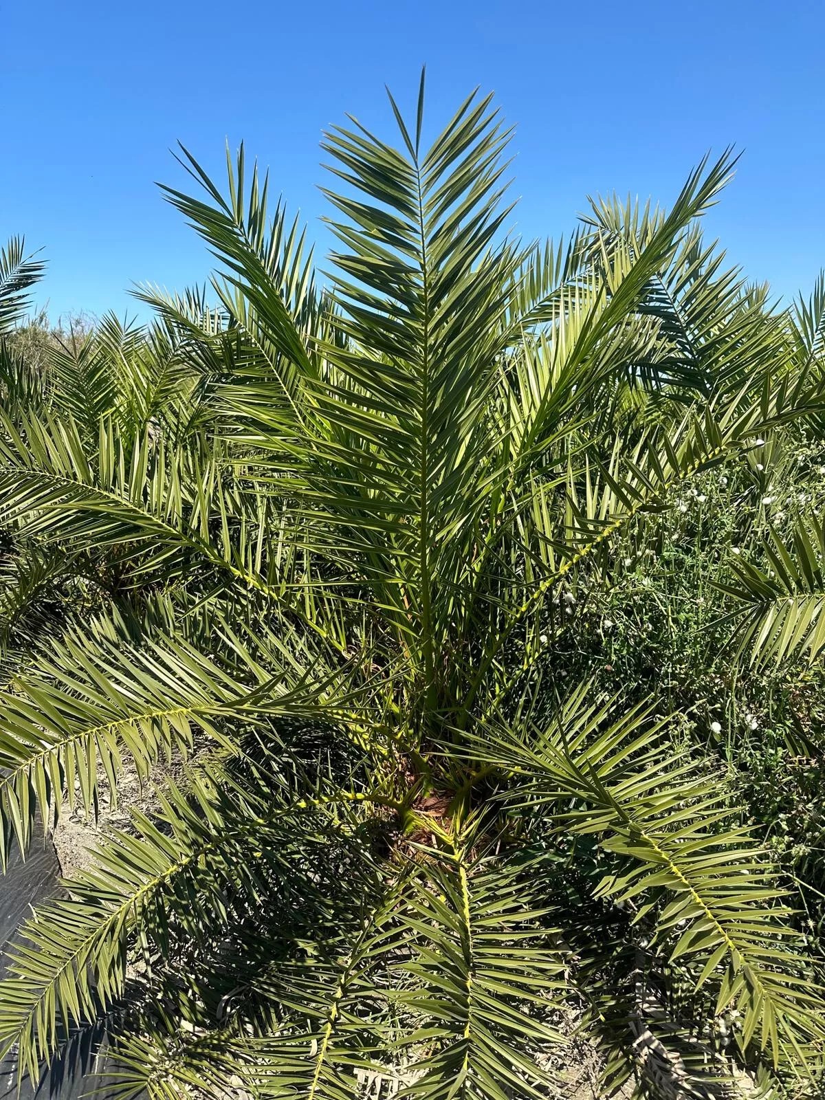 Phoenix Canariensis 300cm HÖHE Winterhart -12 Grad Spitzen Qualität