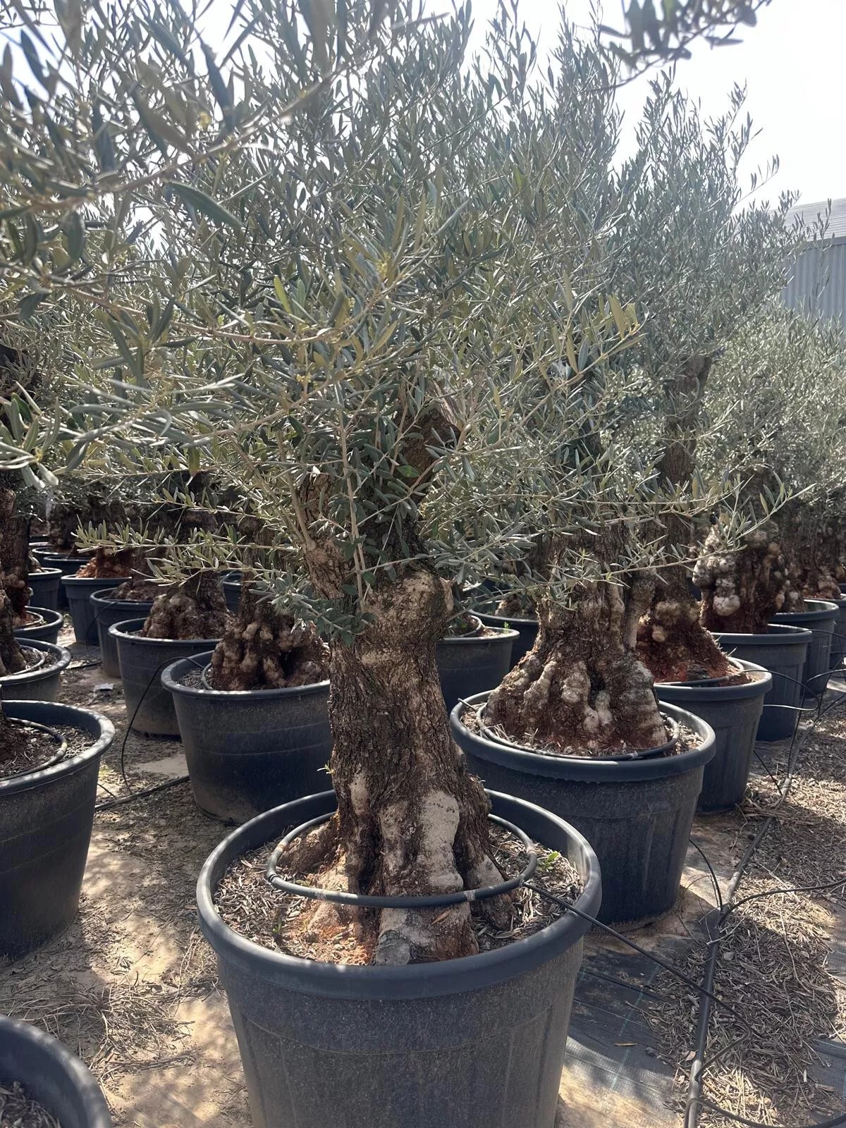 Olivenbaum XXL 100 Jahre Alter schöner knorriger Stamm Olea Europaea Must Have!