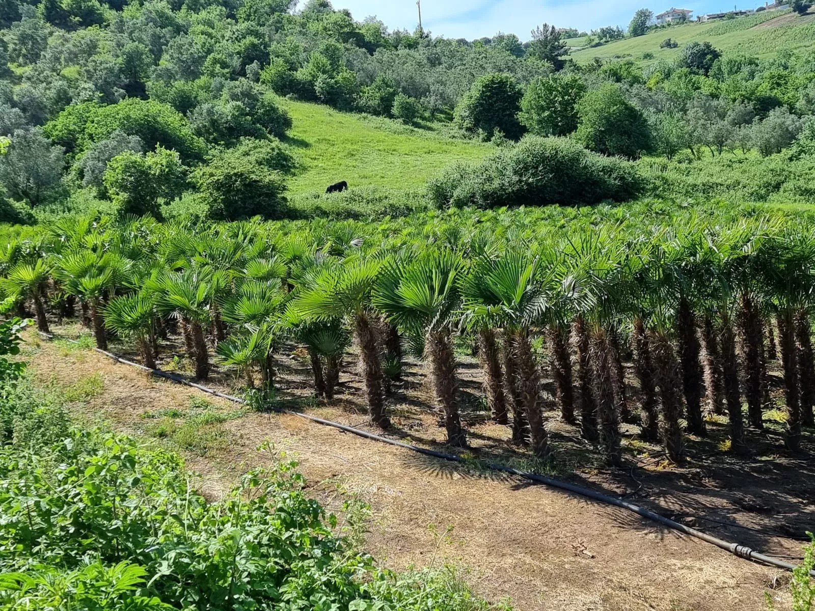 PALME HÖHE 350CM TRACHYCARPUS FORTUNEI WINTERHART -19 GRAD Super Qualität 6