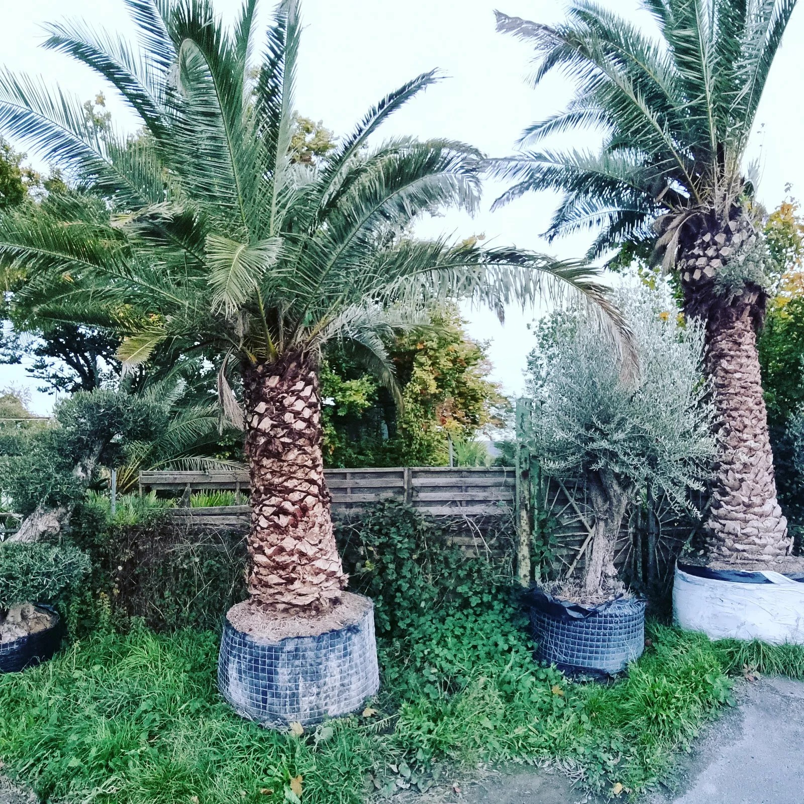 Palme Phoenix Canariensis HÖHE 8 Meter Winterhart -12 Grad Spitzen Qualität