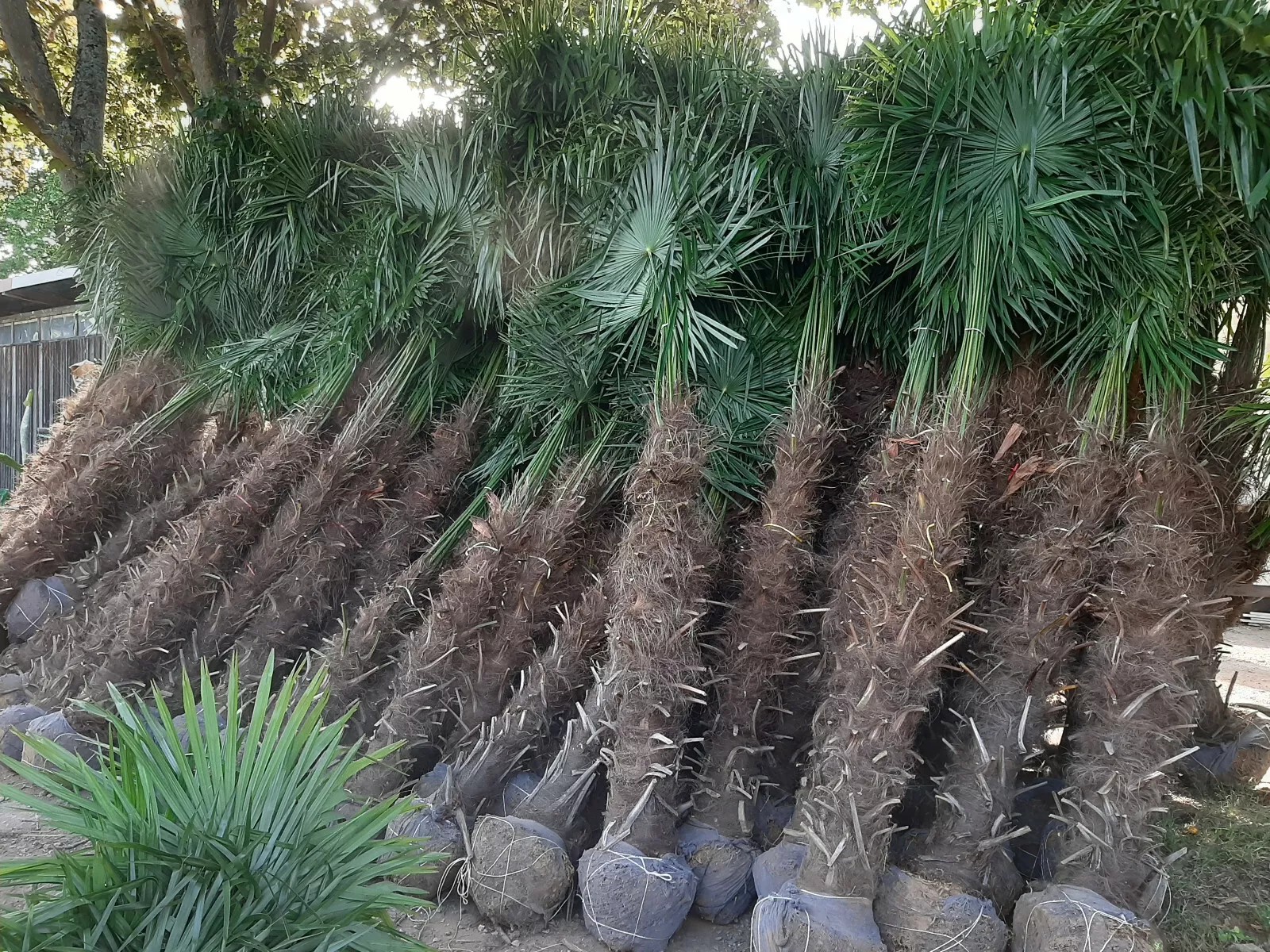 PALME TRACHYCARPUS FORTUNEI HÖHE 260CM WINTERHART -19 GRAD Top Angebot 1