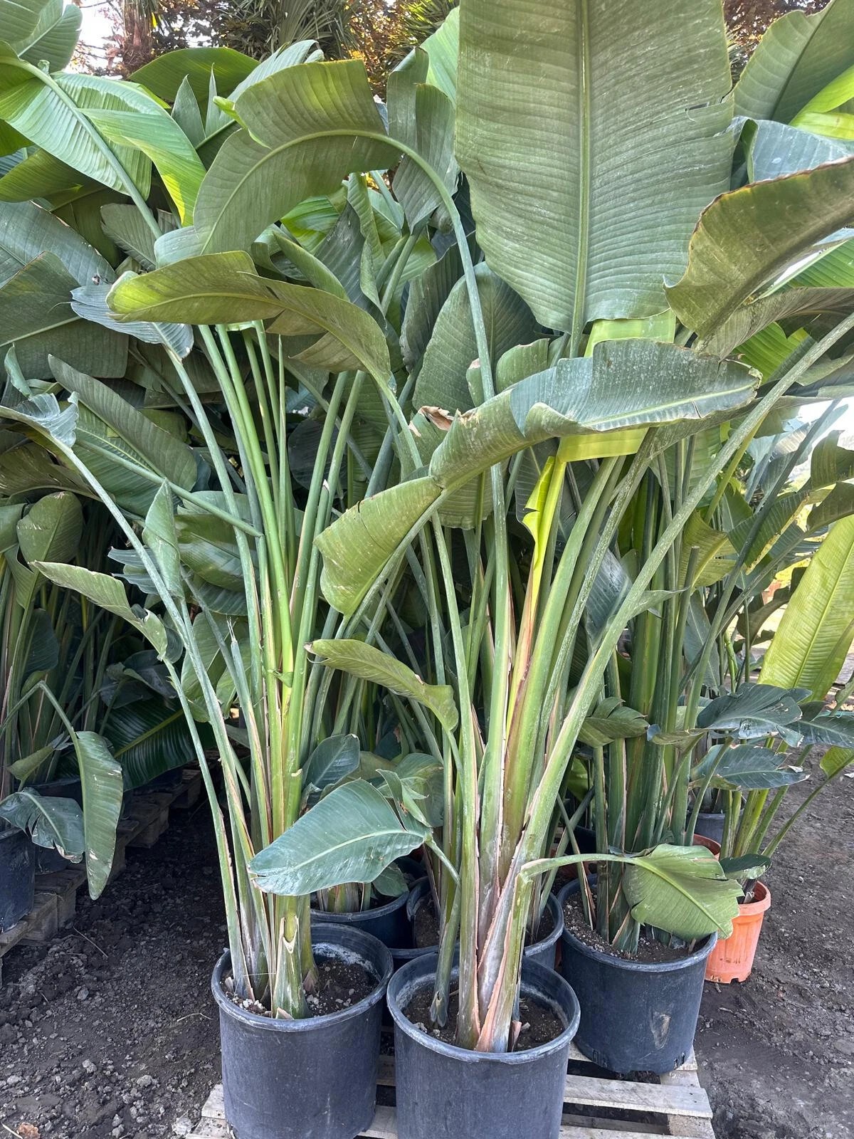 Strelitzia augusta nicolai Baumstrelitzie Paradiesvogelblume 300 cm 1A Qualität