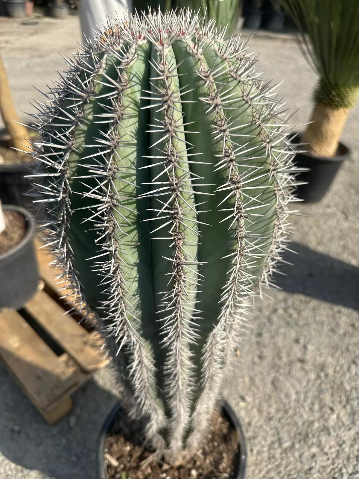 Cactus - "Pachycereus Pringley" 100cm Höhe Sehr Schöner Kaktus Winterhart
