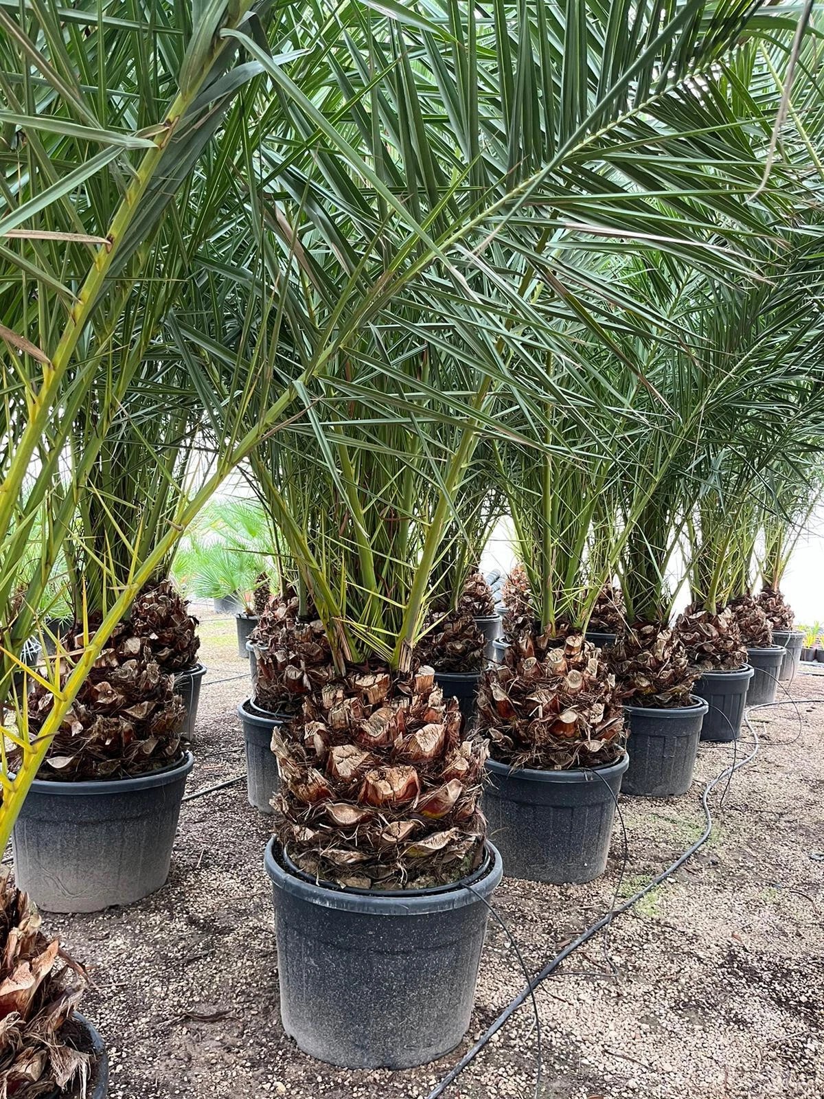 Phoenix Canariensis 300cm HÖHE Winterhart -12 Grad Spitzen Qualität