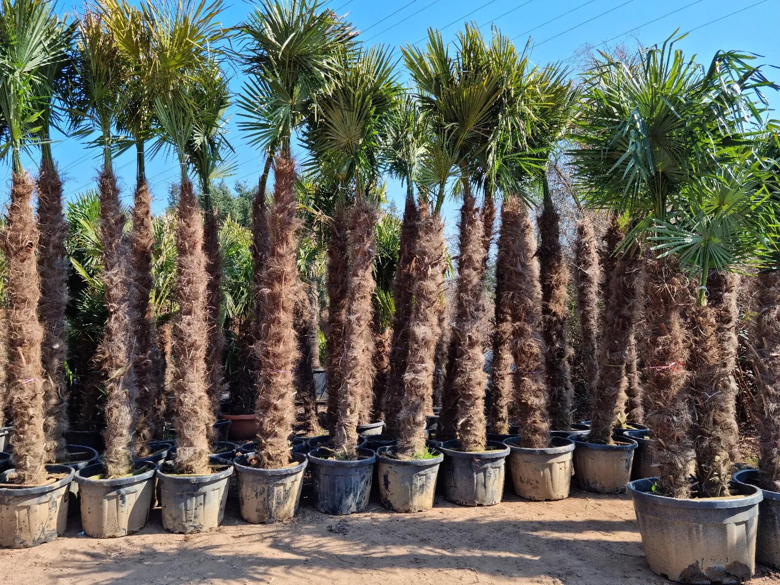 TRACHYCARPUS FORTUNEI 350CM WINTERHART -19 GRAD Super Qualität 3