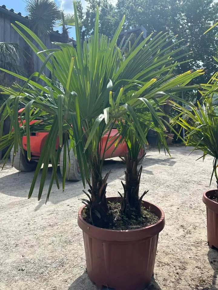 PALME TRACHYCARPUS FORTUNEI HÖHE 160CM WINTERHART -19 GRAD Doppelstämmig