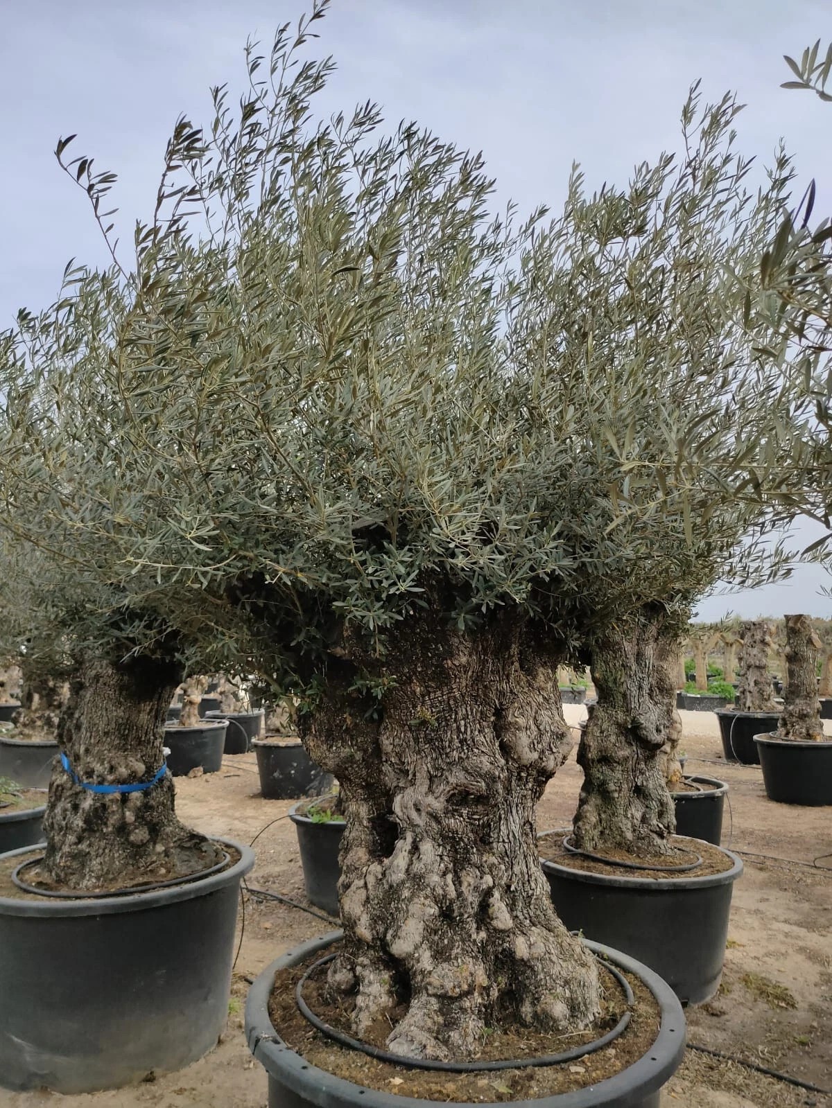 Olivenbaum XXL 150 Jahre Alter schöner knorriger Stamm Olea Europaea