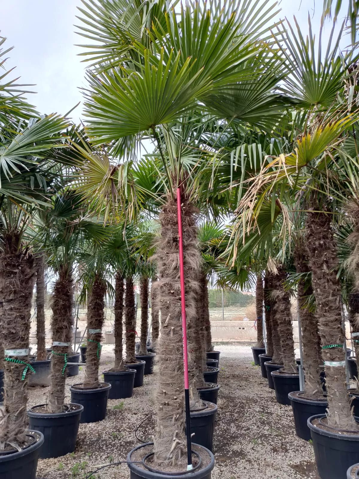 TRACHYCARPUS FORTUNEI 250cm Höhe WINTERHART -19 GRAD Top Angebot 6