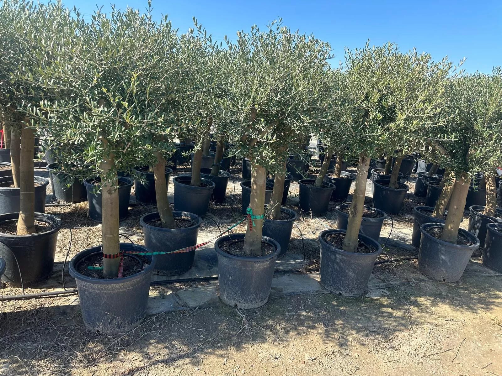 Olivenbaum ca. 30 Jahre Alt Winterhart bis -15 Höhe ca. 180cm Olea Europaea Wild
