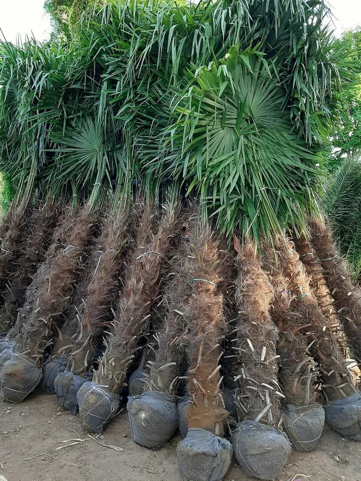 PALME TRACHYCARPUS FORTUNEI HÖHE 250CM WINTERHART -19 GRAD Top Angebot
