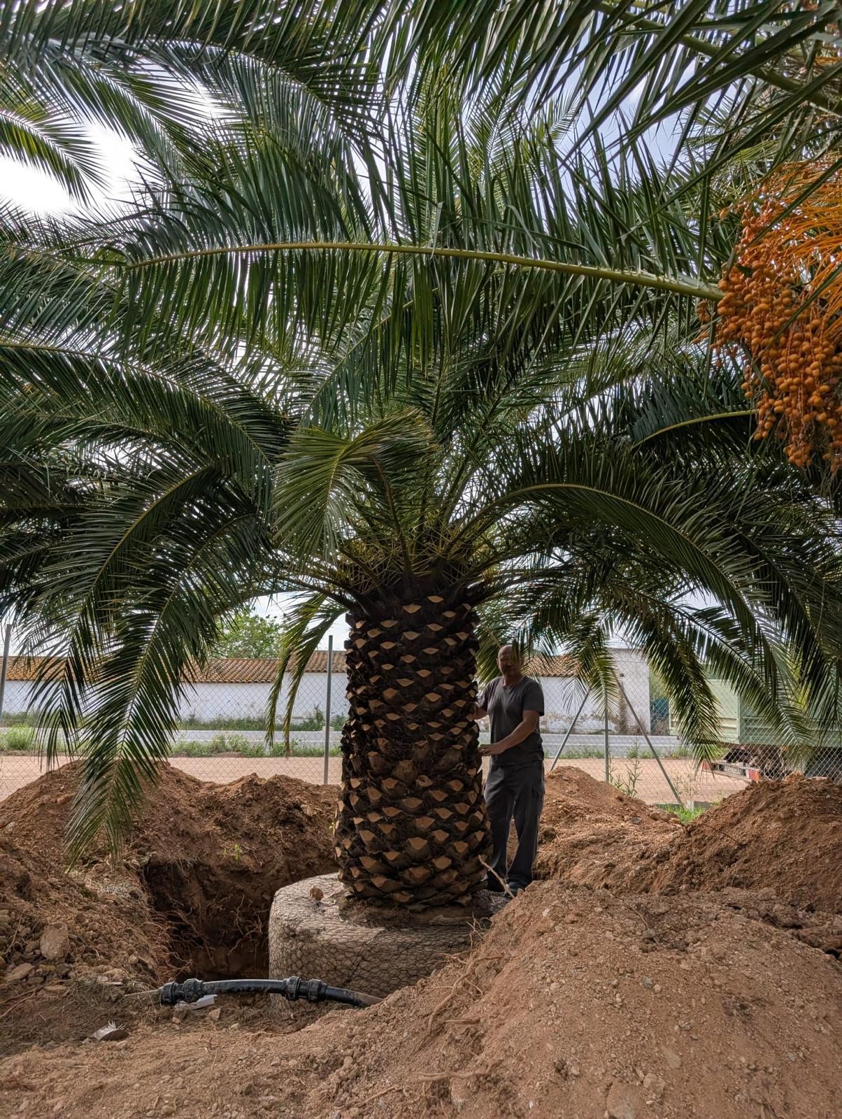 XXXXXL Palme Phoenix Canariensis höhe 8 Meter Winterhart -12 Grad VIP Exemplar
