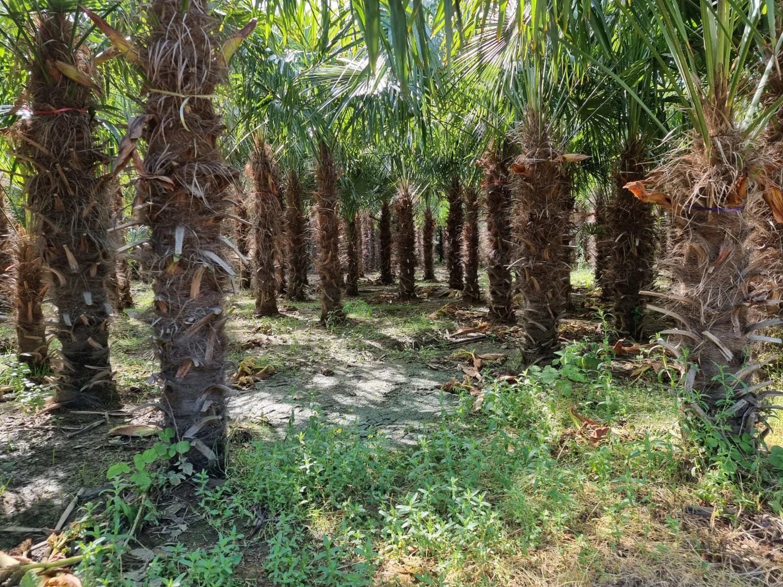 PALME HÖHE 350CM TRACHYCARPUS FORTUNEI WINTERHART -19 GRAD Super Qualität 6