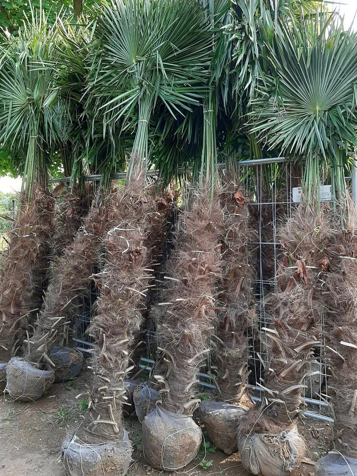 TRACHYCARPUS FORTUNEI 300CM HÖHE WINTERHART -19 GRAD Top Angebot 3
