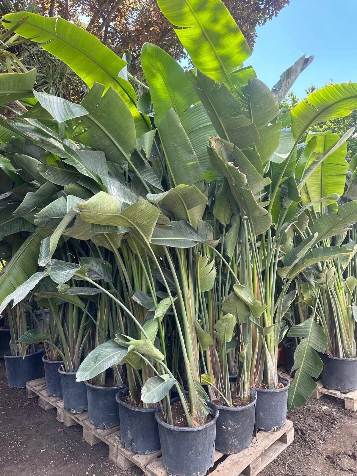 Strelitzia augusta nicolai Baumstrelitzie Paradiesvogelblume 300 cm 1A Qualität