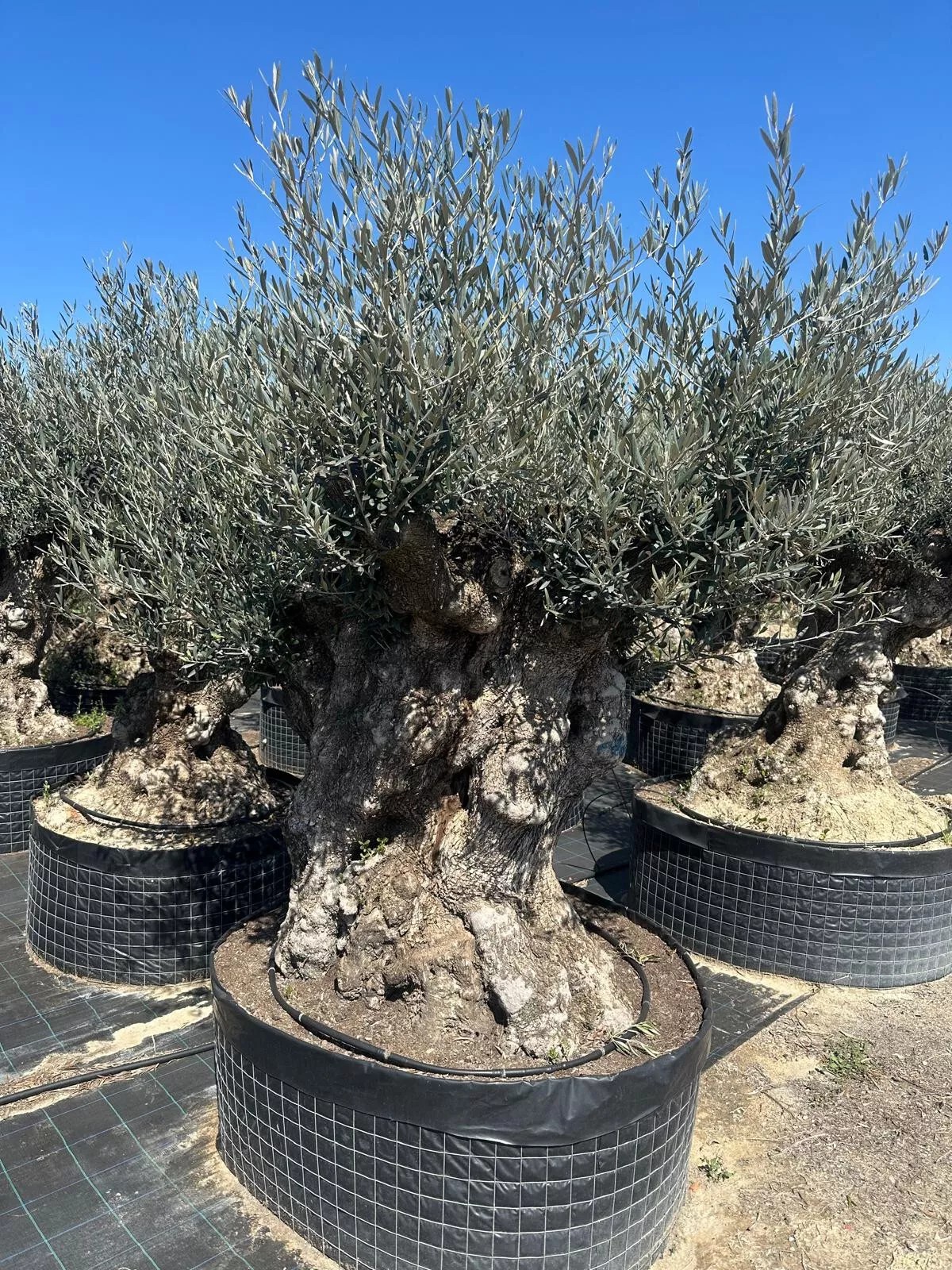 Olivenbaum XXL 200 Jahre Alter schöner knorriger Stamm Olea Europaea Must Have!