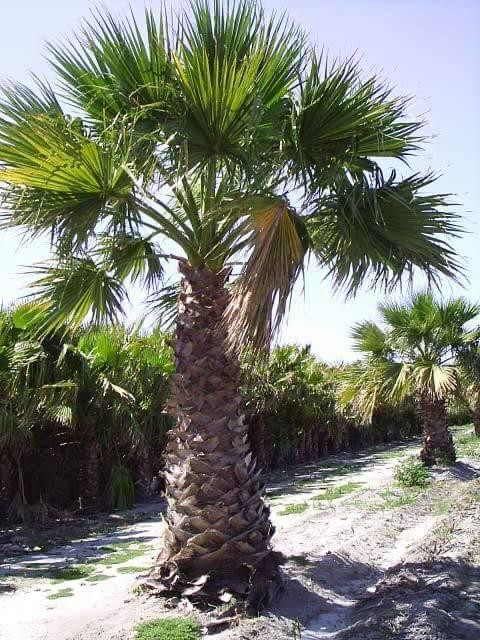 PALME TRACHYCARPUS FORTUNEI HÖHE 260CM WINTERHART -19 GRAD Top Angebot 1