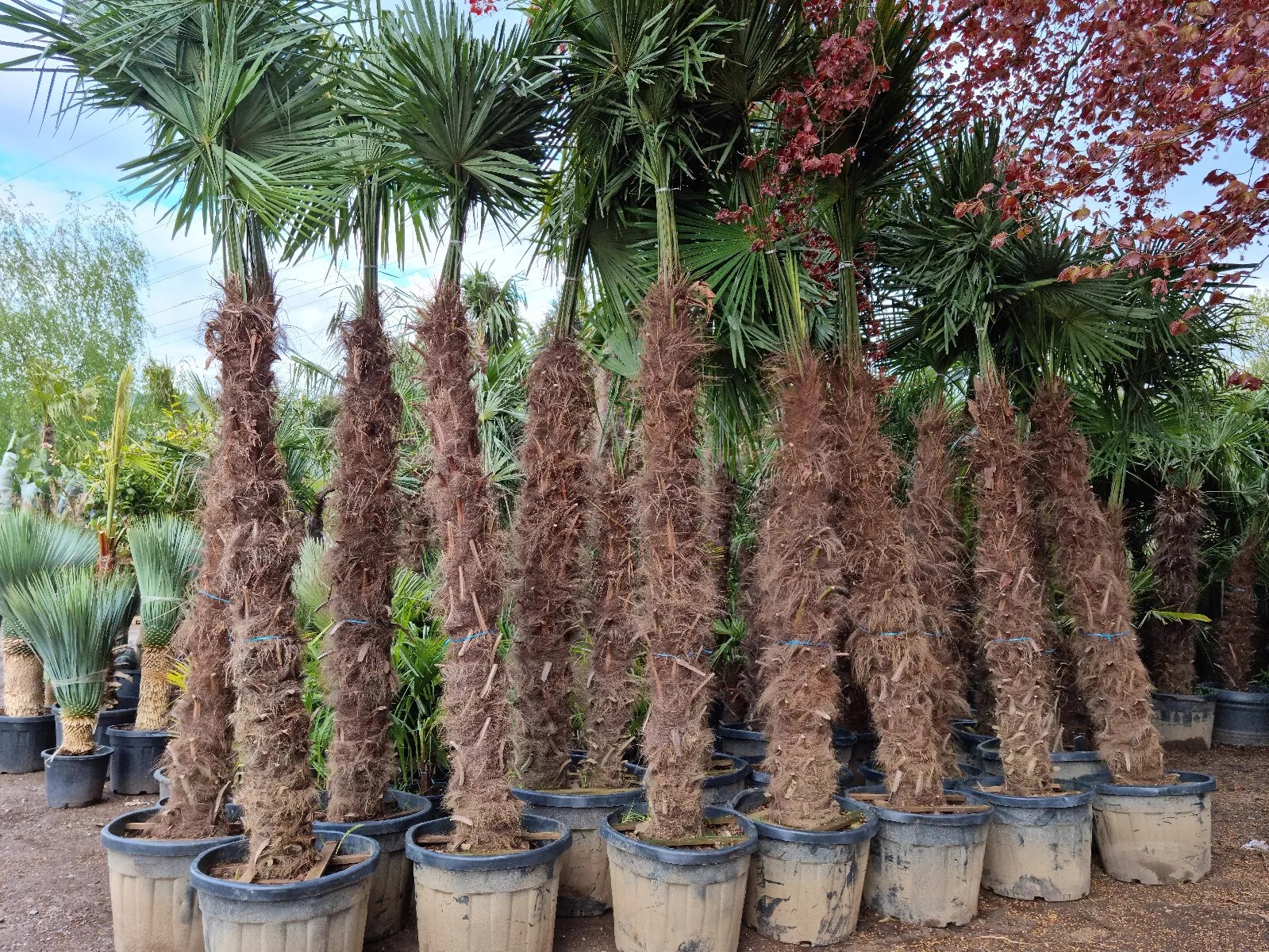 TRACHYCARPUS FORTUNEI 350CM HÖHE WINTERHART -19 GRAD Super Qualität 7
