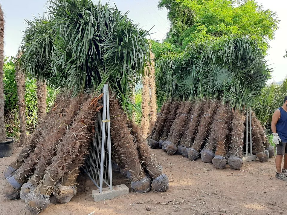PALME TRACHYCARPUS FORTUNEI HÖHE 250CM WINTERHART -19 GRAD Top Angebot 9