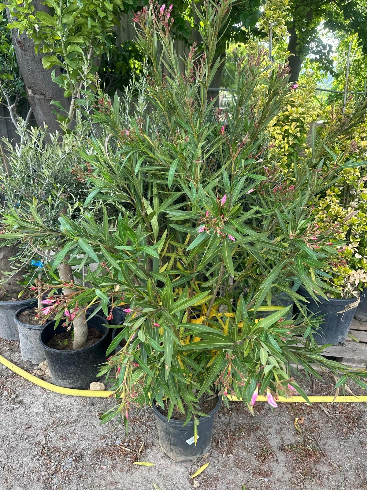 XXXL Nerium Oleander 180 cm Weiß Sehr gute Qualität aus Spanien
