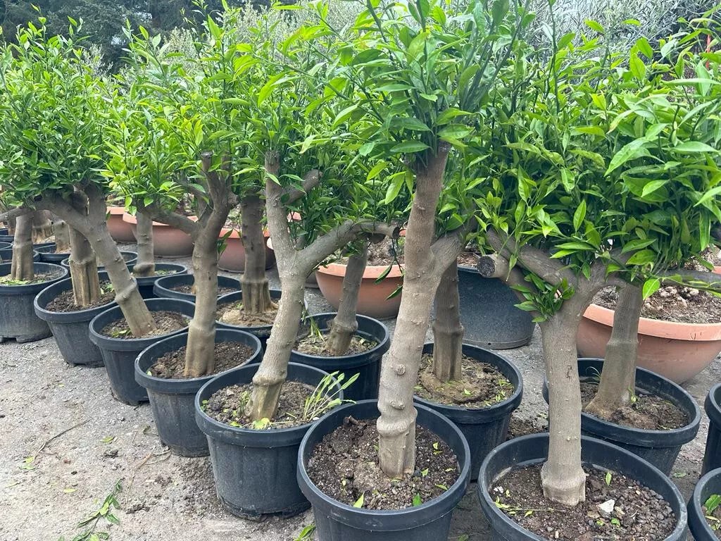 Zitronenbaum 30/40 Citrus Lemon H:180 cm sehr gute Qualität aus Griechenland