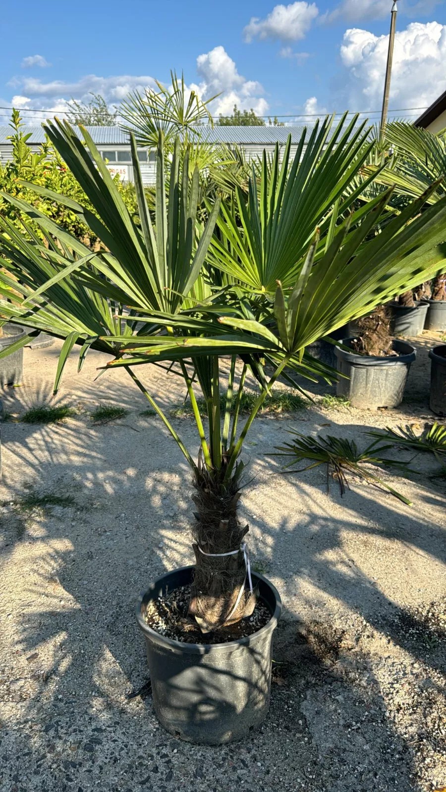 Palme Trachycarpus fortunei höhe 160CM Winterhart-19 GRAD Top Premium Qualität 1