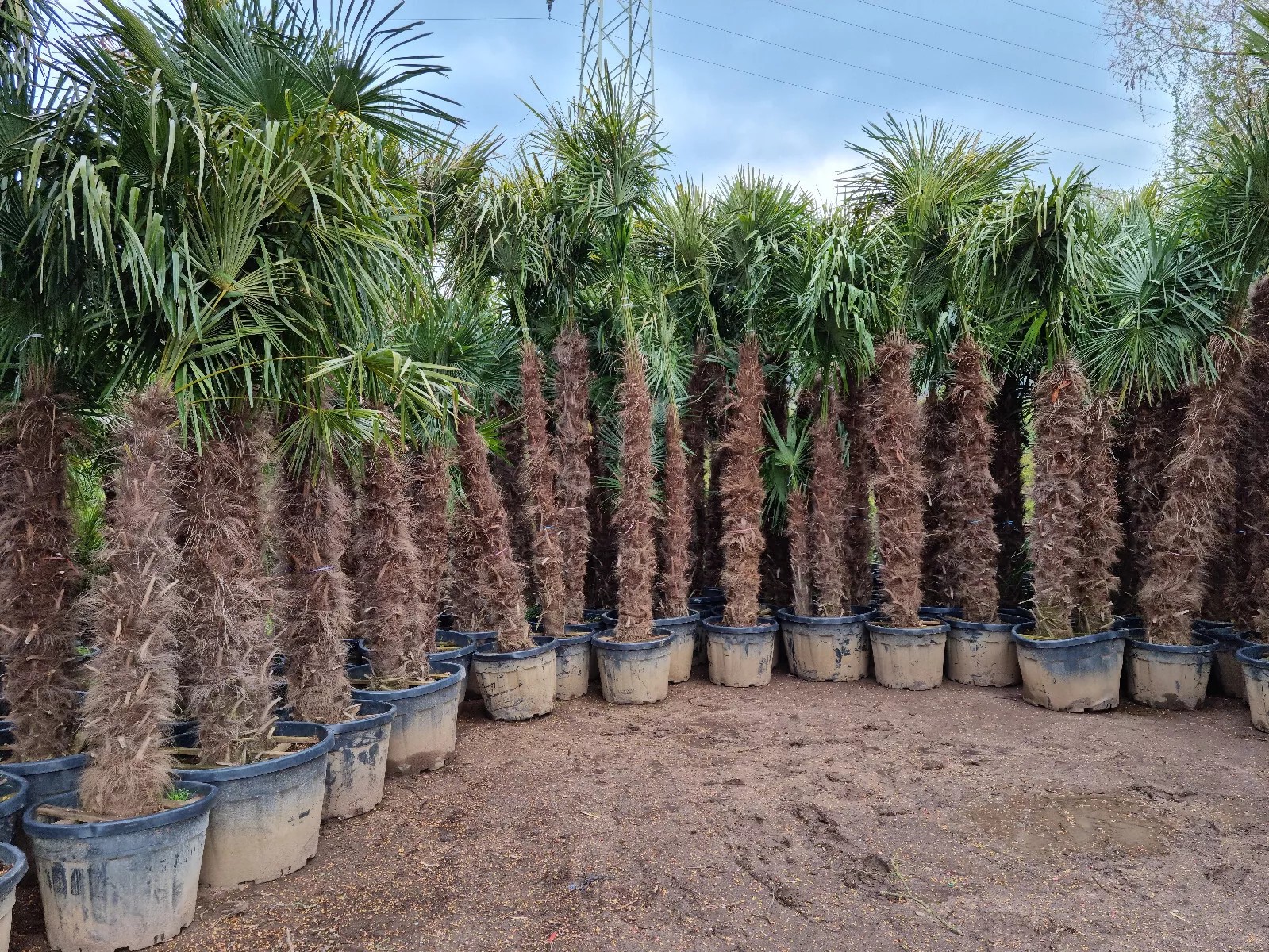 TRACHYCARPUS FORTUNEI 350CM WINTERHART -19 GRAD Super Qualität 3