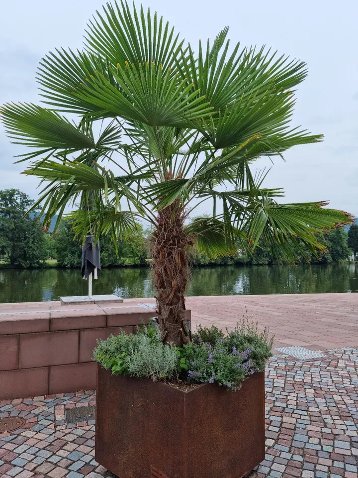 PALME TRACHYCARPUS FORTUNEI HÖHE 350CM WINTERHART -19 GRAD Super Qualität 1