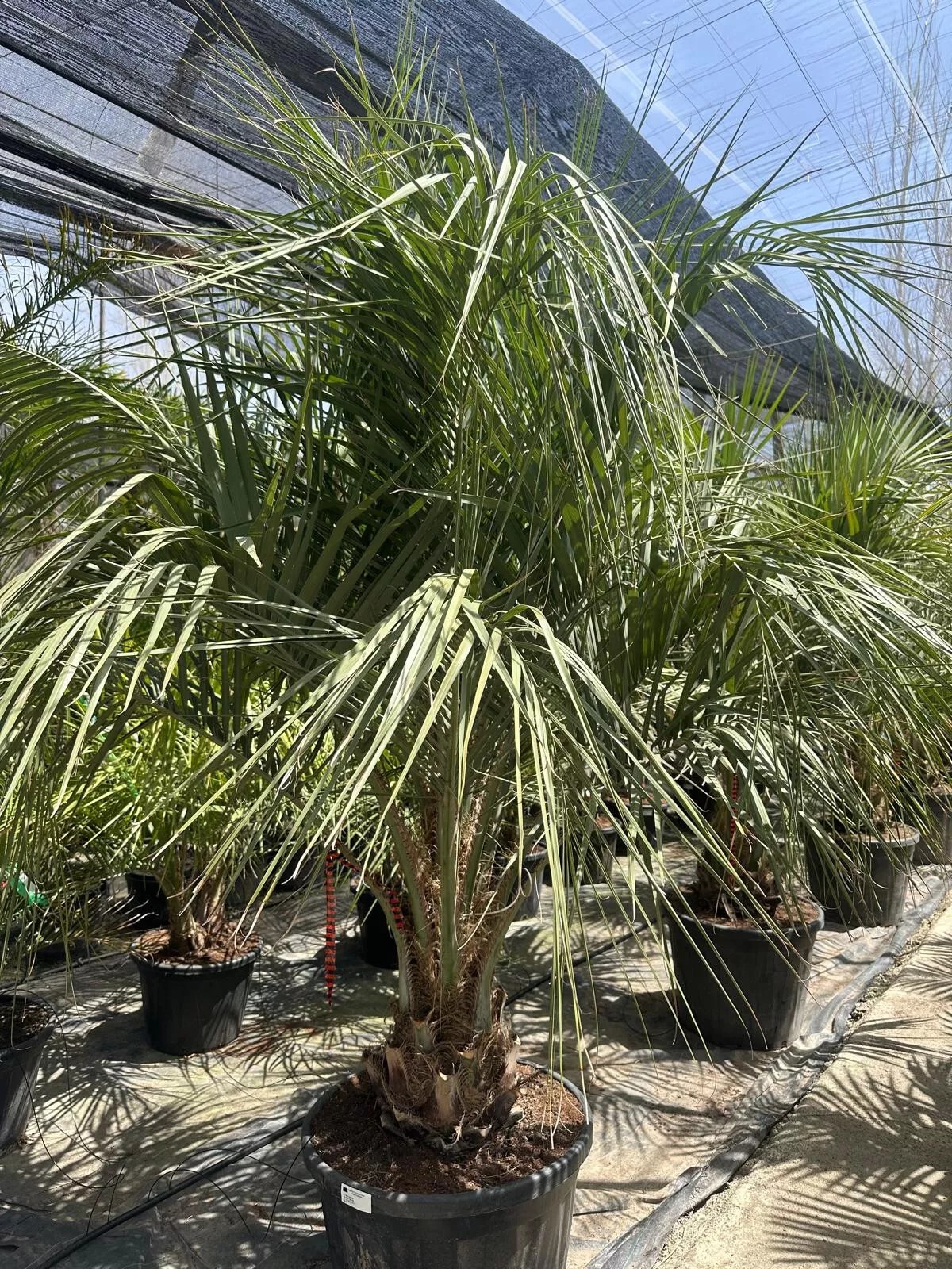 PALME Butia Capitata HÖHE 300CM WINTERHART -15 GRAD Stamm 30/40 cm Premium Quali