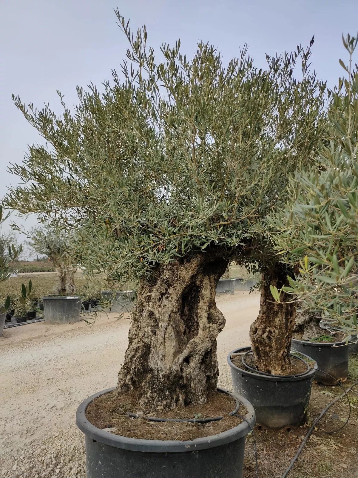 Olivenbaum XXL 150 Jahre Alter schöner knorriger Stamm Olea Europaea
