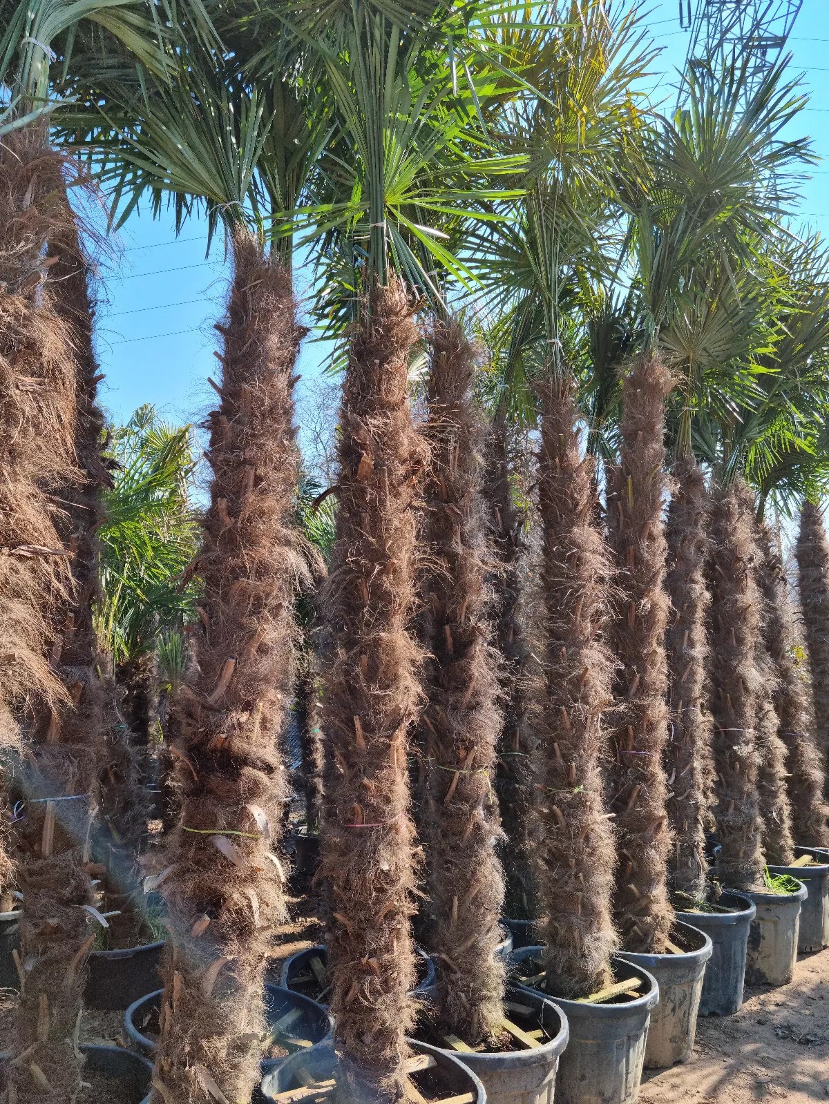 TRACHYCARPUS FORTUNEI 350CM Höhe WINTERHART -19 GRAD Super Qualität 3