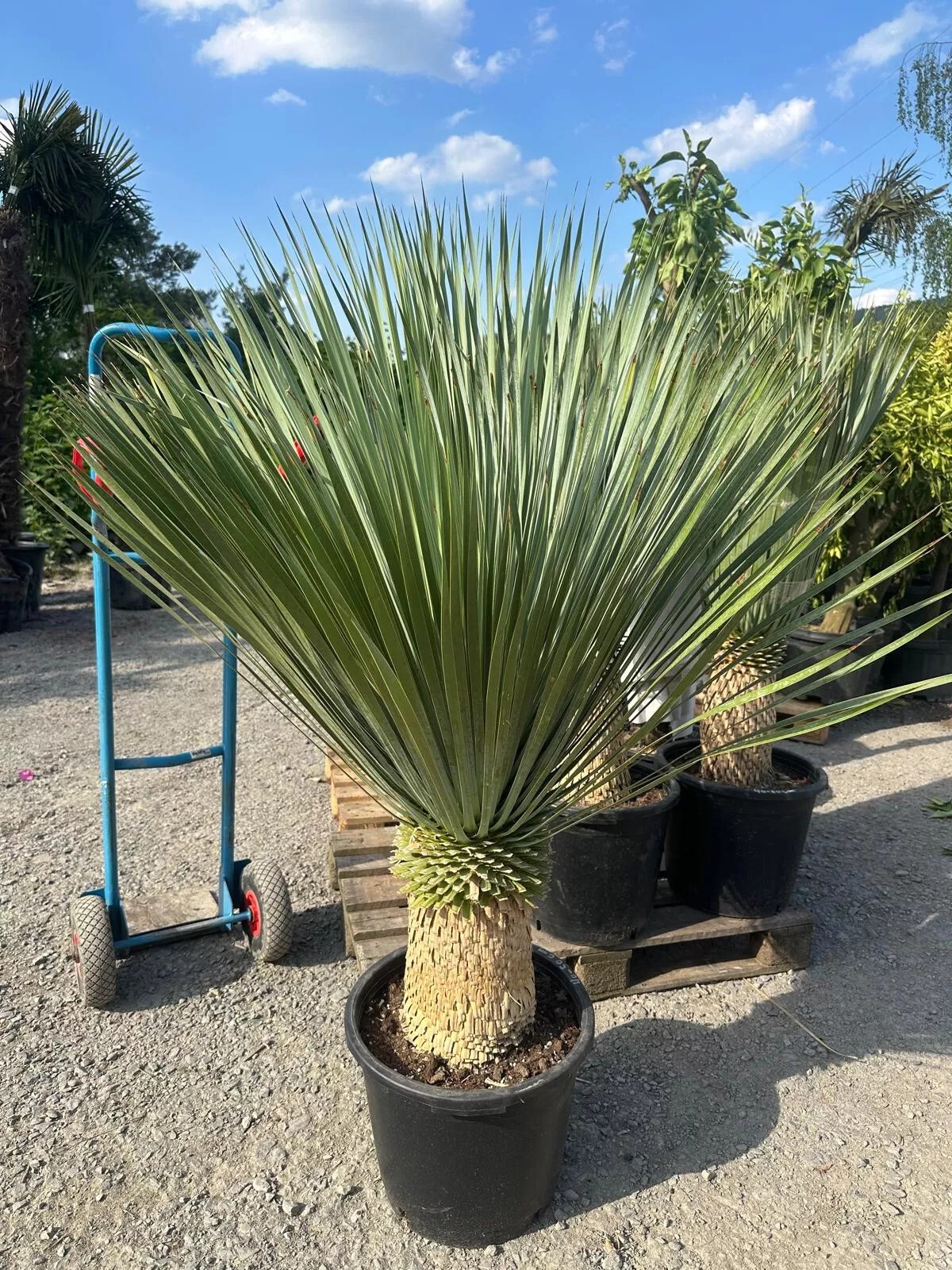Yucca Rostrata ca.160cm Winterhart bis -19 Grad Premium Qualität blaue Palmlili