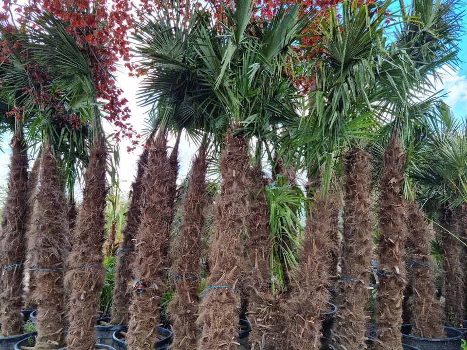 PALME TRACHYCARPUS FORTUNEI HÖHE 350CM WINTERHART -19 GRAD Super Qualität 1