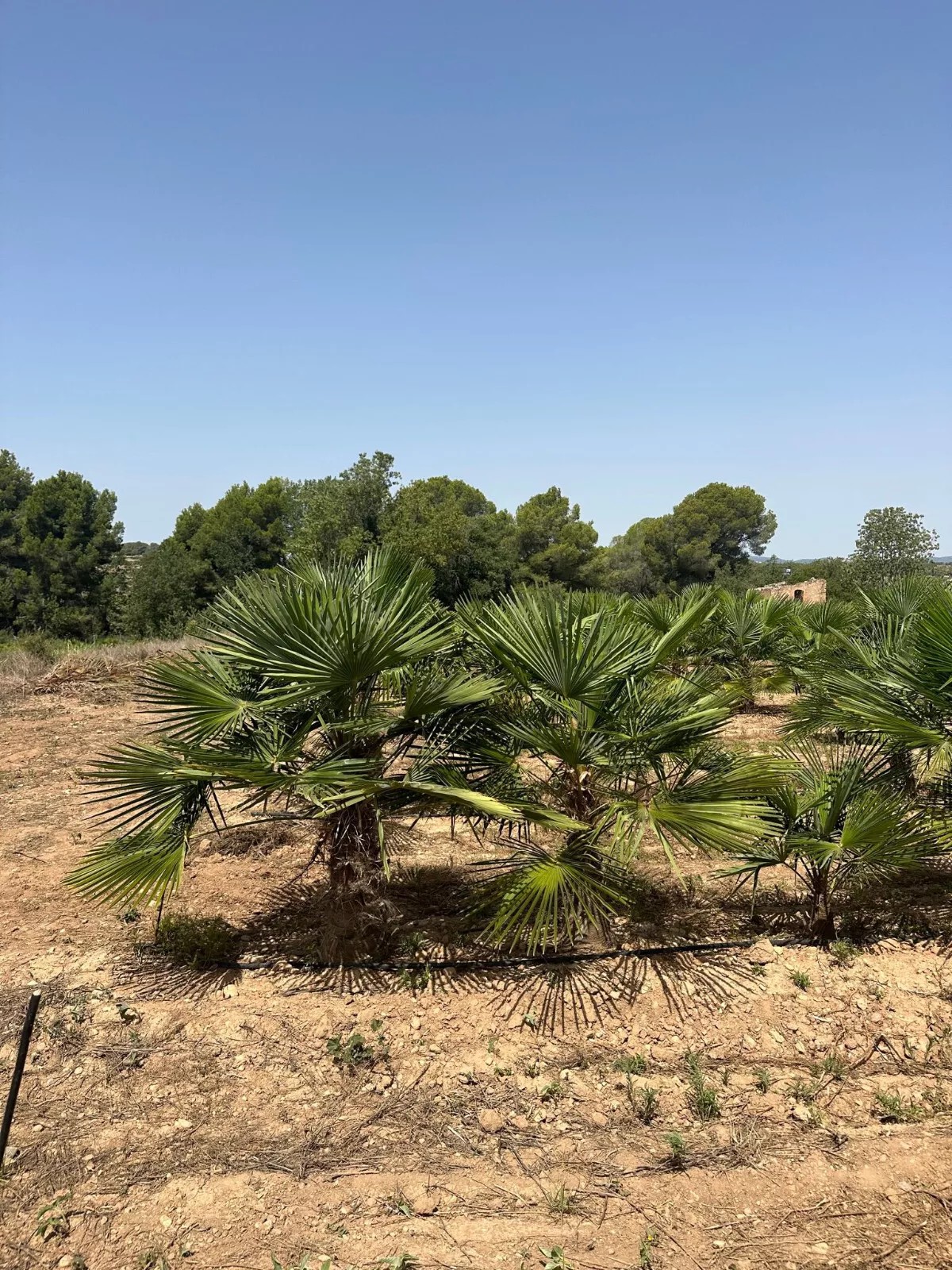 Palme Höhe 160CM Trachycarpus fortunei Winterhart-19 GRAD Top Premium Qualität 1