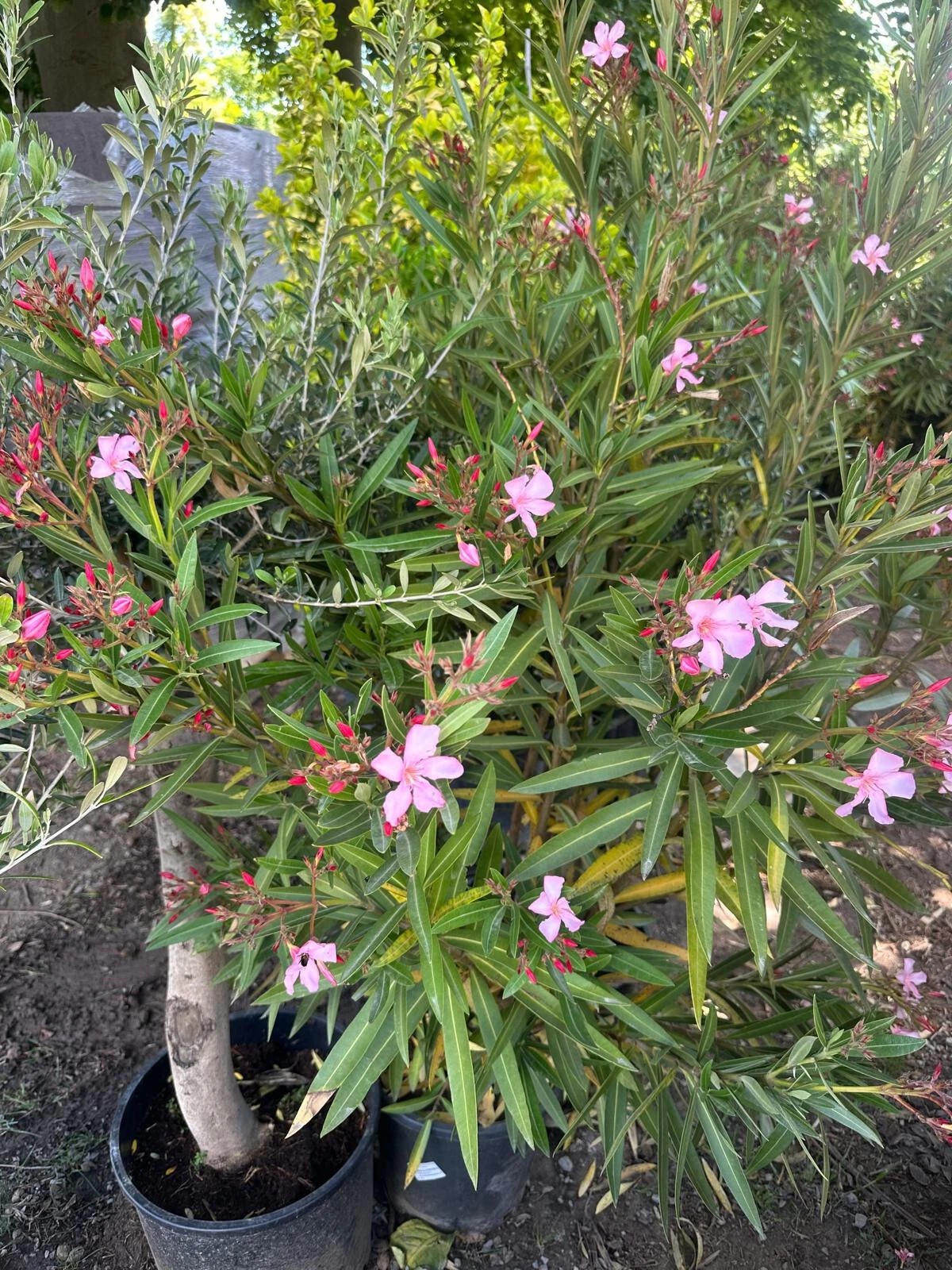 XXXL Nerium Oleander 180 cm Weiß Sehr gute Qualität aus Spanien