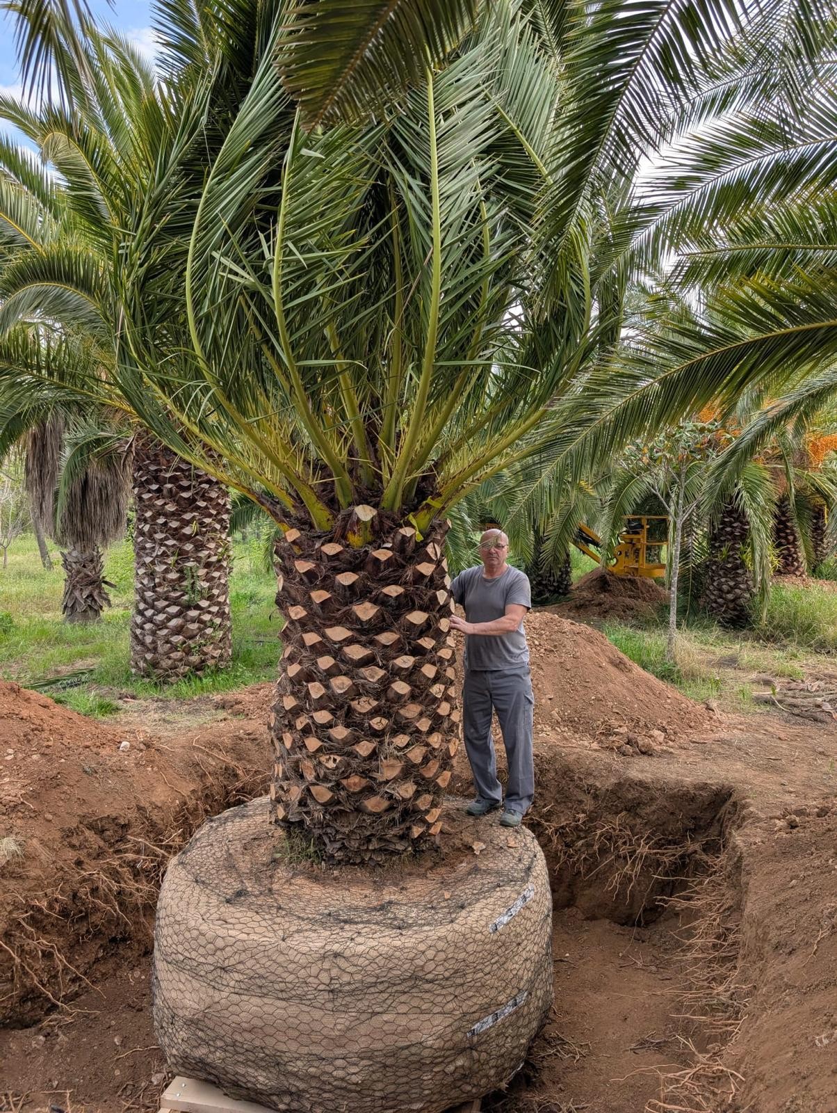 XXXXXL Palme Phoenix Canariensis höhe 8 Meter Winterhart -12 Grad VIP Exemplar