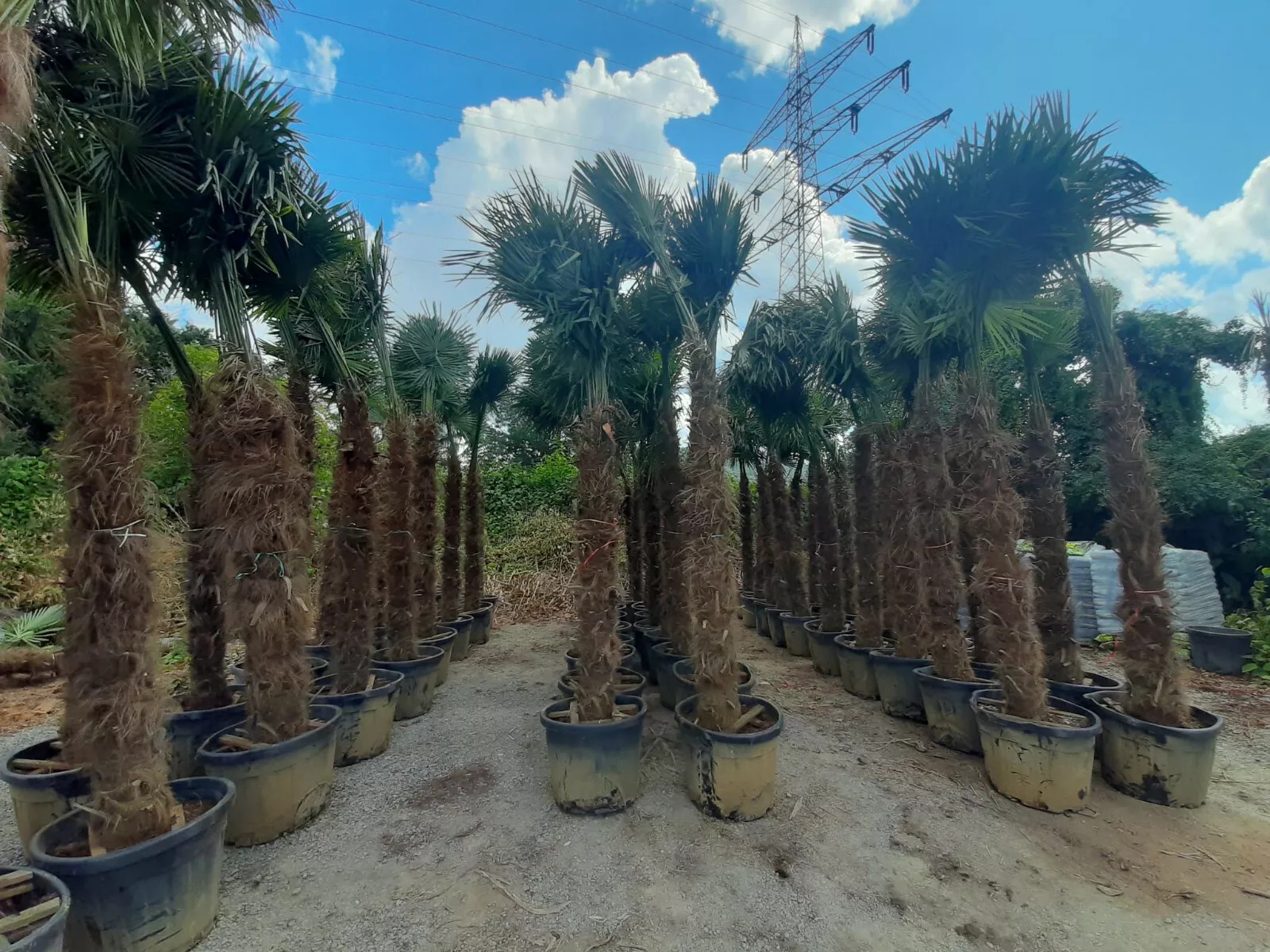 PALME TRACHYCARPUS HÖHE 400CM FORTUNEI WINTERHART -19 GRAD Super Qualität