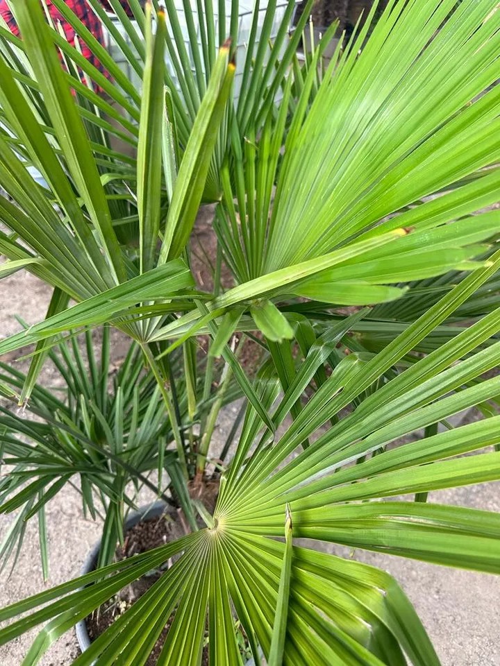 PALME TRACHYCARPUS FORTUNEI HÖHE 160CM WINTERHART -19 GRAD Doppelstämmig