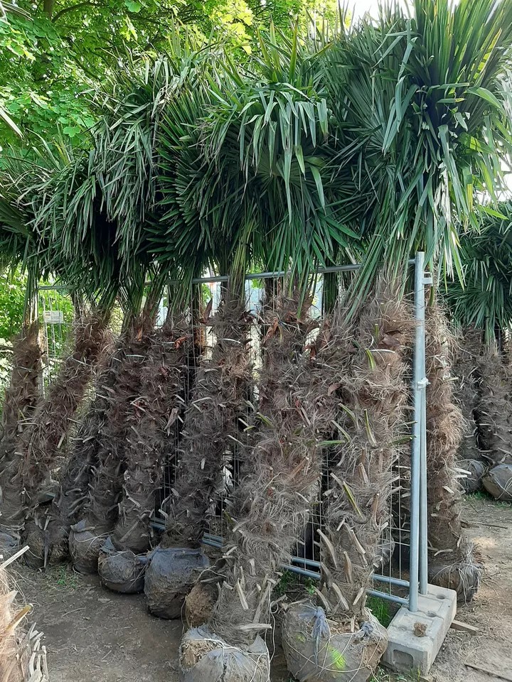 PALME TRACHYCARPUS FORTUNEI HÖHE 250CM WINTERHART -19 GRAD Top Angebot 9