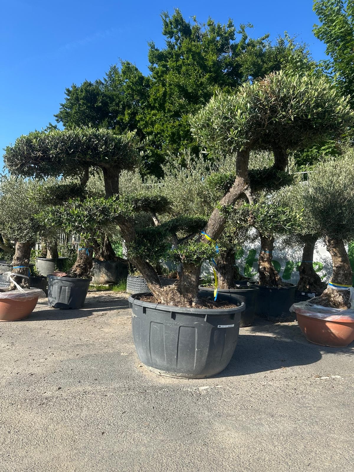 Olivenbaum Bonsai „PON PON“ – 250 Jahre mediterrane Ausstrahlung in meisterhafter Formschnittkunst